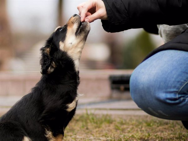 Más del 40% de veterinarios encuestados creen que los cuidadores infravaloran los peligros del sobrepeso en mascotas