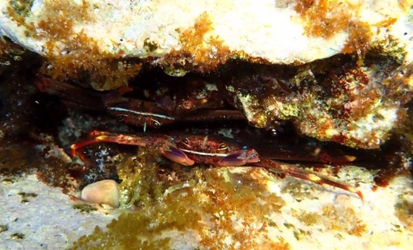El cangrejo araña, nueva amenaza para la posidonia del Mediterráneo