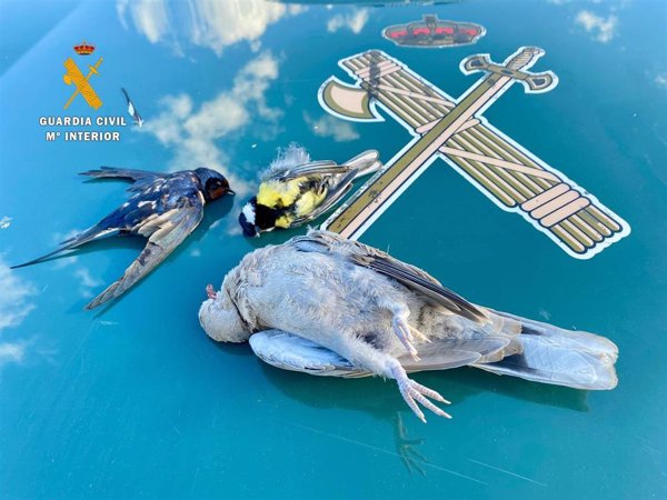 Descubiertos dos cazadores furtivos en Miranda de Azán (Salamanca) mientras recogían las aves abatidas