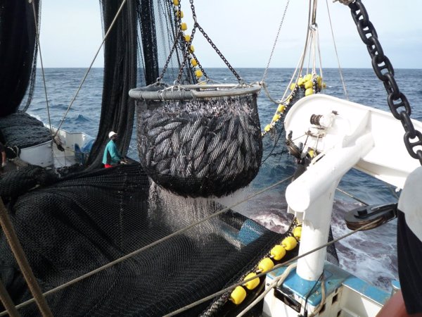 La flota atunera española alerta de su desaparición en el Atlántico tras perder 15 buques en últimos años