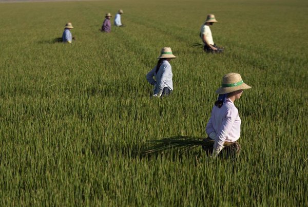Arroceros de Sevilla inician hoy la siembra en el 100% de tierras gracias a las lluvias y tras años de sequía