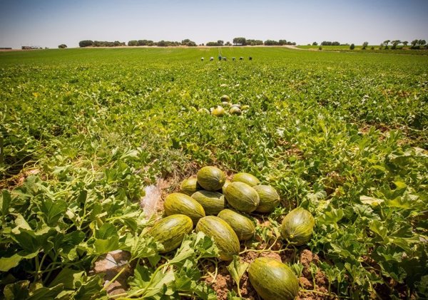Dia refuerza su apuesta por el campo español con una inversión de 35 millones en compra de fruta de verano