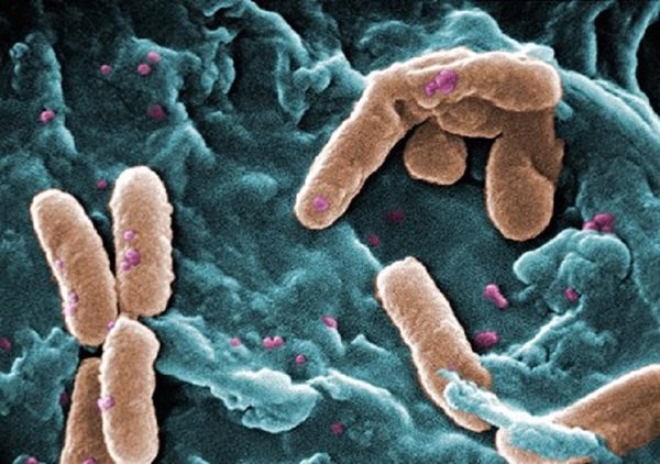 Investigadores del CSIC hallan bacterias capaces de sobrevivir 30 años en 'agua pesada', un medio muy tóxico