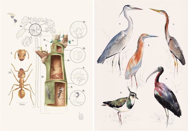 'Illustraciencia' premia trabajos sobre aves del Guadalquivir y la alianza entre hormigas Azteca y plantas americanas