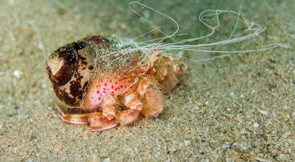 El CSIC identifica 55 especies de cangrejos ermitaños en la Península Ibérica, algunas desconocidas hasta ahora