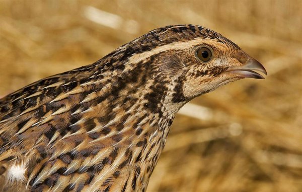 SEO/BirdLife pide firmas para pedir la inclusión de la codorniz común en el Catálogo de Especies Amenazadas
