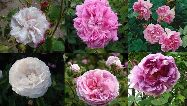 El RJB incorpora seis nuevas rosas antiguas financiadas por Chanel a la colección de La Rosaleda
