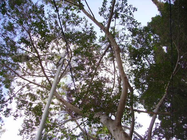 El Pacto Mundial de la ONU España lanza la V edición del Climate Ambition Accelerator con 83 empresas participantes