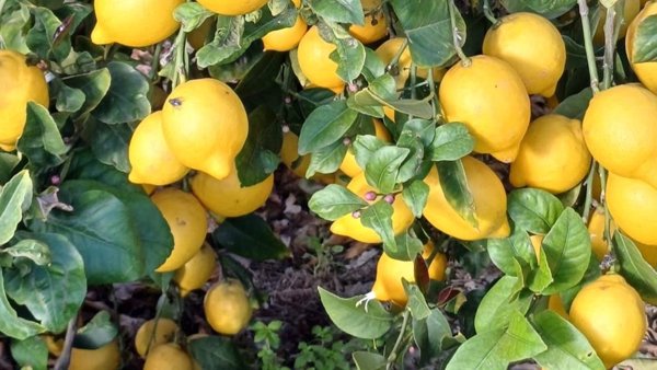 Las Interprofesionales Agroalimentarias apoyan la extensión de norma para el limón y el pomelo