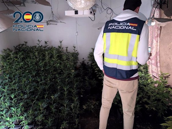 Tres detenidos en Dénia (Alicante) tras descubrirse una plantación de marihuana en la casa que habían okupado