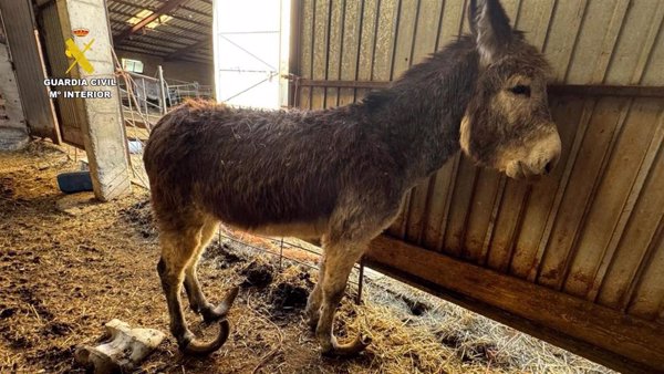 Investigado en Burgos por maltratar a burros a los que no cuidaba, a dos de los cuales hubo que sacrificar
