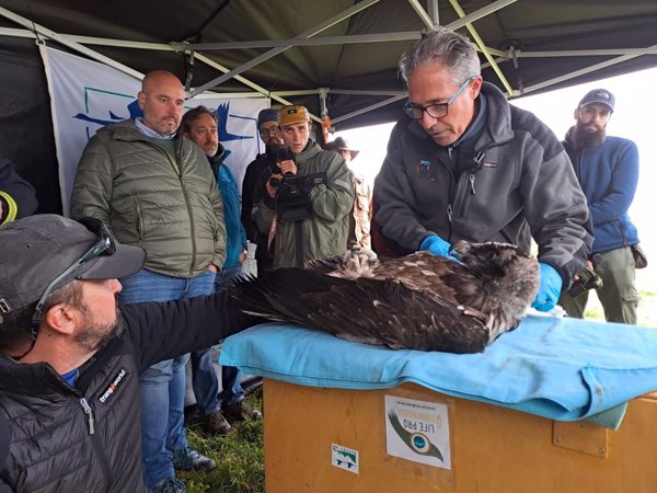 Llegan a Picos de Europa dos nuevos pollos de quebrantahuesos andaluces para reforzar la población de la especie