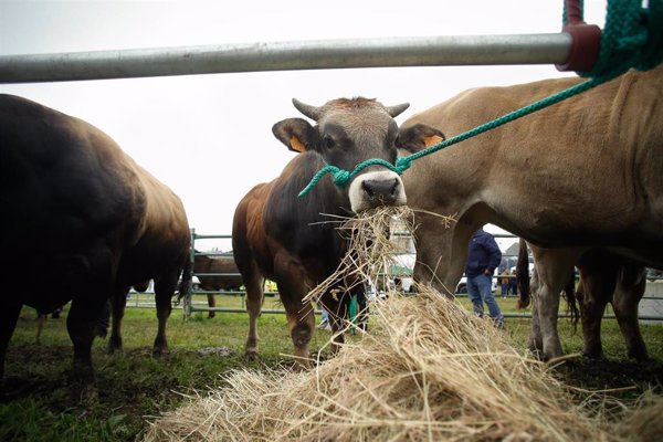 Greenpeace propone eliminar macrogranjas para 2050 y reducir el consumo de carne aumentando la producción de legumbres