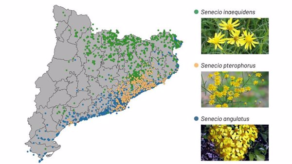 Detectan expansión de senecios invasores en la Región Metropolitana de Barcelona y los Pirineos