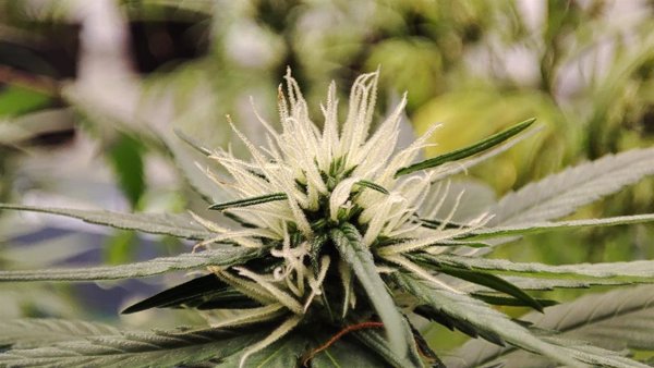 Un equipo investigador del CSIC realiza la primera aproximación global a la diversidad genética del cannabis