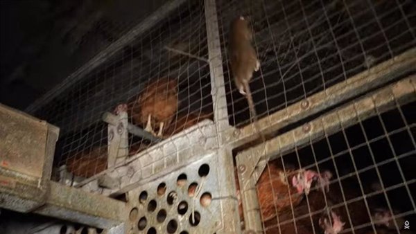 Vecinos de Llucmajor (Mallorca) urgen a decretar el cierre de la granja avícola para no prolongar su 