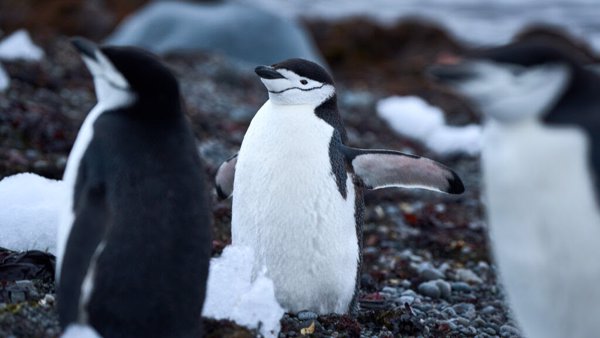 La contaminación acústica podría causar estrés a la fauna de la Antártida, según un estudio