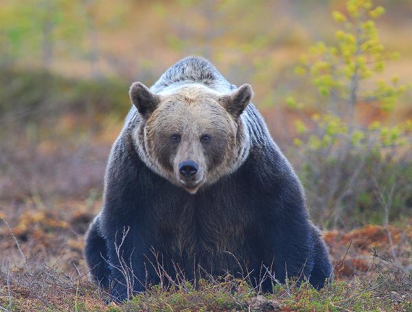 La US participa en un estudio sobre el efecto de cambio climático en la distribución del oso pardo en Europa