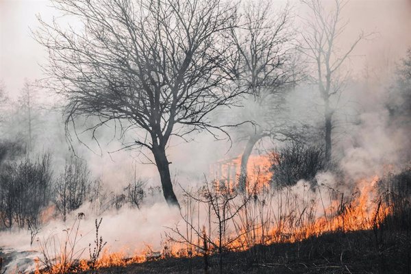Los incendios afectan de forma desigual a los suelos según clima, vegetación e intensidad del fuego, revela el CSIC