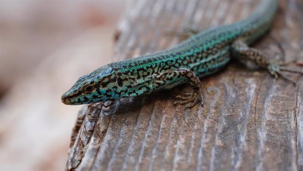 Govern balear y Zoo de Barcelona impulsan un plan piloto para garantizar la conservación de la lagartija de las Pitiusas
