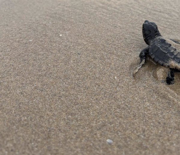 Las tortugas marinas vuelven a las playas valencianas: se necesita implicación ciudadana para proteger sus nidos