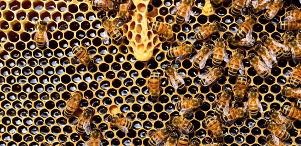 Investigadores en C-LM participan en un proyecto europeo para conseguir abejas 