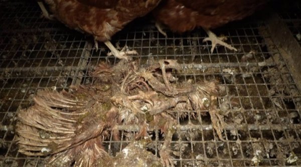 Piden investigar al veterinario responsable de la granja avícola denunciada en Llucmajor (Mallorca)
