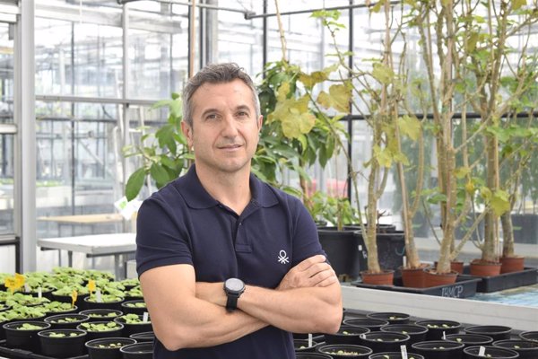 Investigadores desarrollan una técnica para obtener vacunas más eficaces para plantas sin modificar sus genes