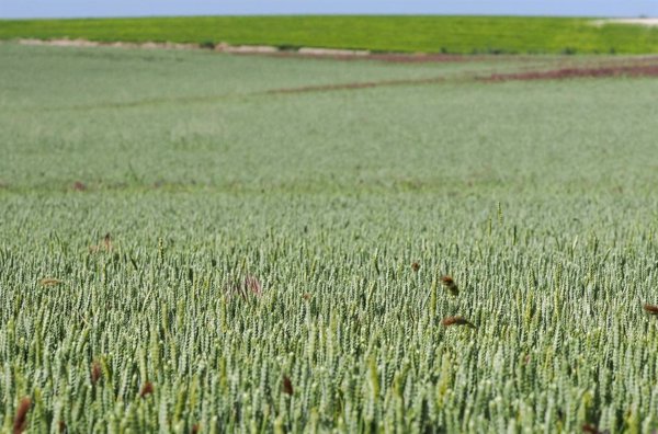 Nestlé hará todas sus papillas desde este año con cereales de agricultura regenerativa