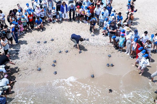 Sueltan al mar las 21 tortugas nacidas de un nido de El Saler (Valencia) en 2024
