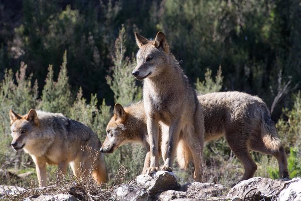 UPA aplaude el cambio de estatus del lobo en la UE y pide a España su trasposición 
