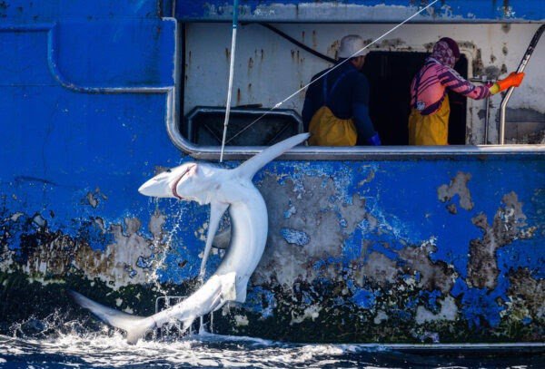 Greenpeace interrumpe una operación de pesca y libera tiburones capturados por un palangrero de Vigo