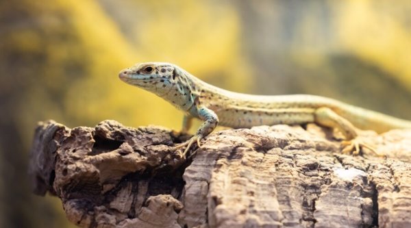 El Zoo de Barcelona y Baleares se alían para la supervivencia de la lagartija de la Pitiusas