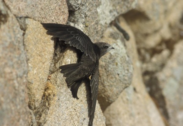SEO/BirdLife pide proteger los nidos de vencejos y fomentar sus lugares de nidificación