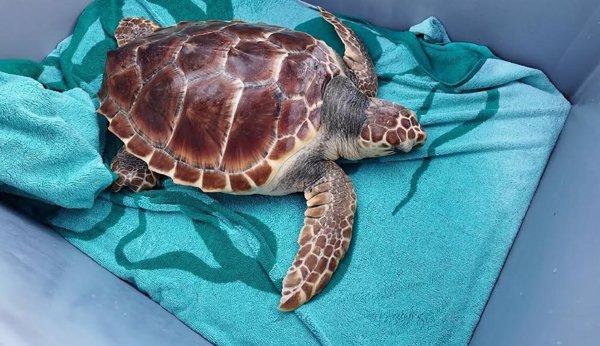 Liberan en Magaluf una tortuga marina tras casi un año de recuperación en Palma Aquarium