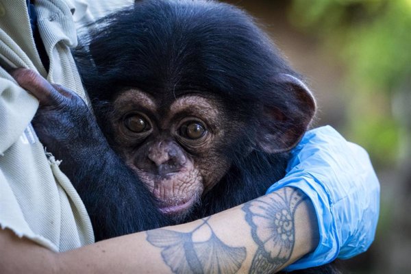 El chimpancé nacido en Bioparc prosigue