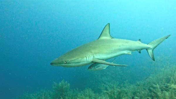 Un estudio de la UIB recomienda poner límites a la captura de tiburones en la UE basados en la evidencia científica