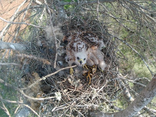 Baleares cede 15 pollos de milano real a Andalucía para reforzar su población y garantizar la protección de la especie