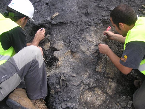 Descubierto en Teruel el esqueleto más completo de Europa de una tortuga de hace 110 millones de años