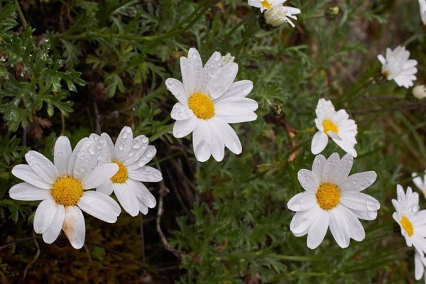 La hibridación natural originó 3 linajes de margaritas dentro del género Phalacrocarpum en el noroeste de España