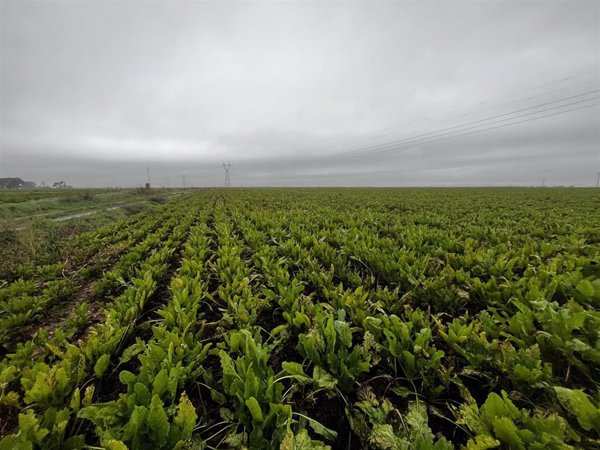 La UE aplicará a Ucrania y Moldavia sus mismas normas para la producción de semillas
