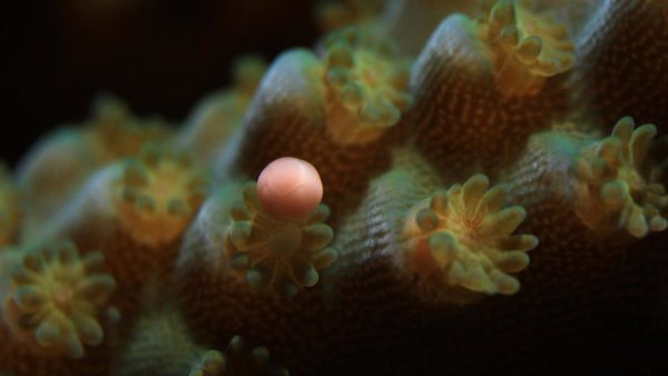 Canon, ONG y científicos crean el primer laboratorio de reproducción de coral en el océano Índico occidental