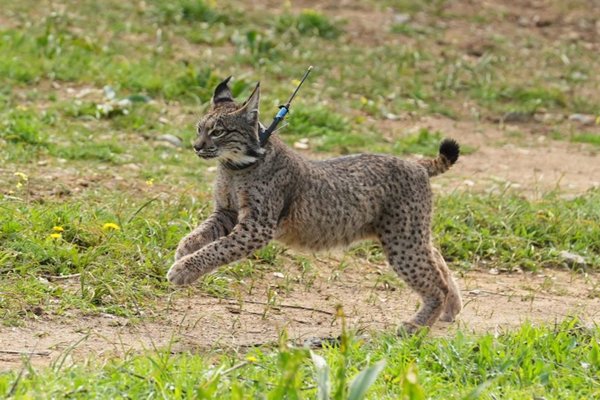 La Junta de Andalucía constata la presencia de al menos cuatro linces ibéricos en Sierra María-Los Vélez