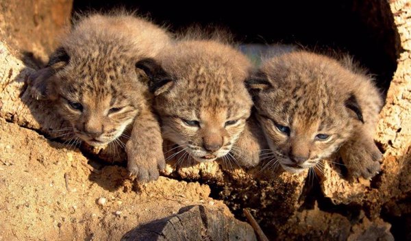 Un total de 31 ejemplares de linces salieron adelante en 2024 en los centros de conservación Ex-situ