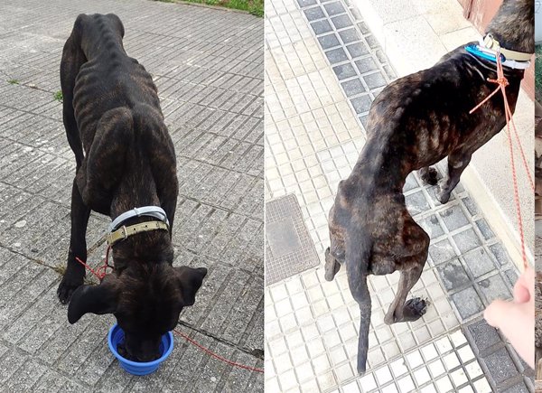 Piden 18 meses de prisión a un vecino de Liendo (Cantabria) por maltratar y abandonar a su perro