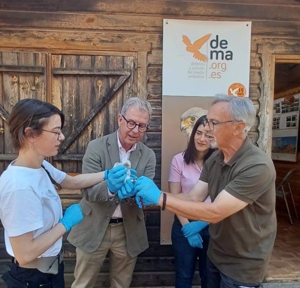 Sueltan un cernícalo primilla en Almendralejo (Badajoz) y anillan varios pollos con destino a Ventas de Huelma (Granada)