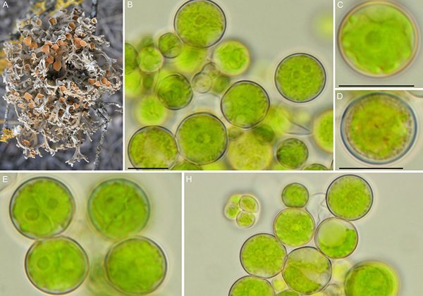 Descubren microalgas de líquenes capaces de resistir las condiciones extremas del planeta marte