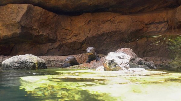 Las tres crías de nutria gigante nacidas en abril comienzan a explorar la ría exterior de Bioparc Fuengirola (Málaga)