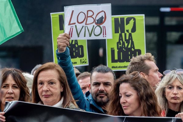 Un centenar de organizaciones se manifiestan mañana en Madrid para exigir la protección estricta del lobo ibérico