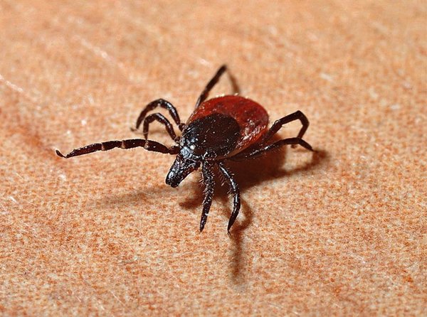 Empresas de Sanidad Ambiental alertan que el calor aumenta el riesgo de enfermedades transmitidas por garrapatas